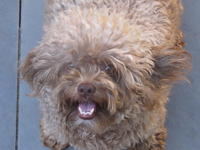 流浪狗 特纳 丢失的狗 - 上的免费照片