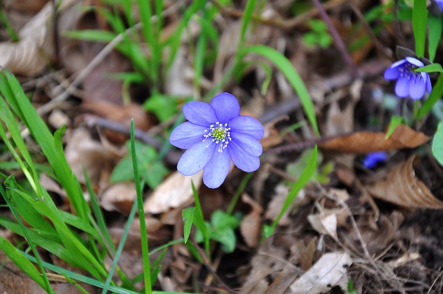 肝菌 春天 - 上的免费照片