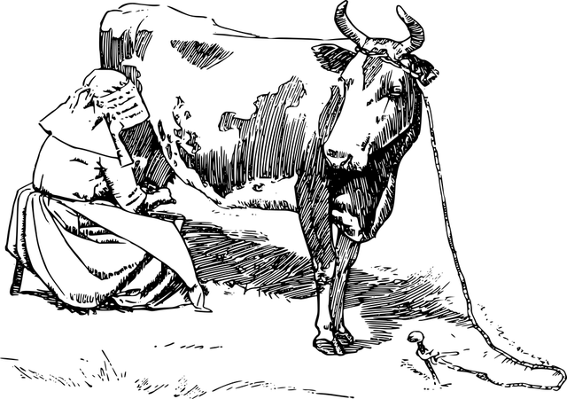 动物 很酷的木版画 奶牛 - 免费矢量图形