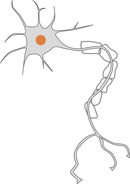 轴突 脑 细胞 - 免费矢量图形