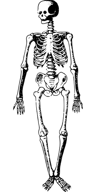 骨头 被埋 死的 - 免费矢量图形