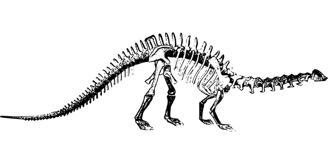 骨头 雷龙 恐龙 - 免费矢量图形