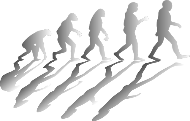 进化 人类 男人 - 免费矢量图形