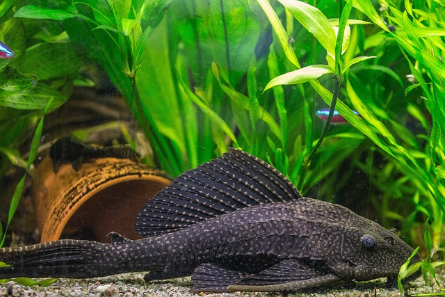 鱼 水族馆 鲶鱼 - 上的免费照片
