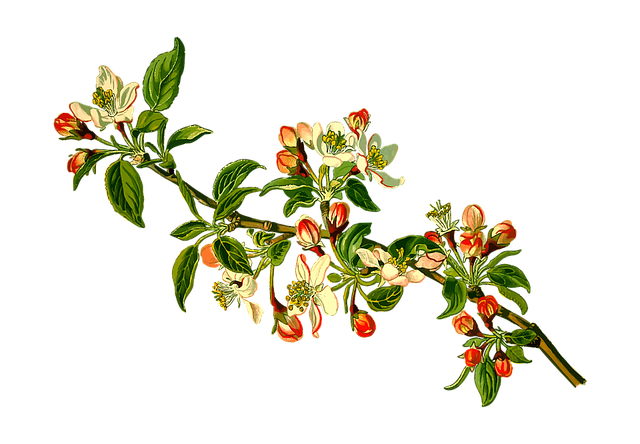 苹果 枝杈 落叶的 - 免费矢量图形