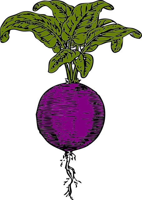 甜菜 红菜头 紫甜菜 - 免费矢量图形