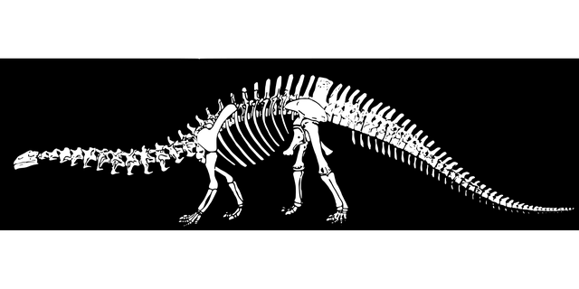 骨头 雷龙 恐龙 - 免费矢量图形