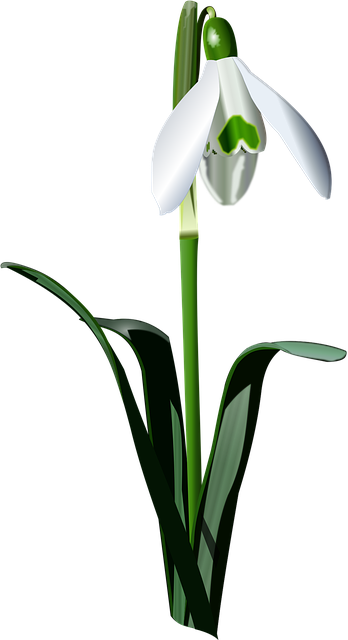 绘制逼真的雪花莲 花 自然 - 免费矢量图形
