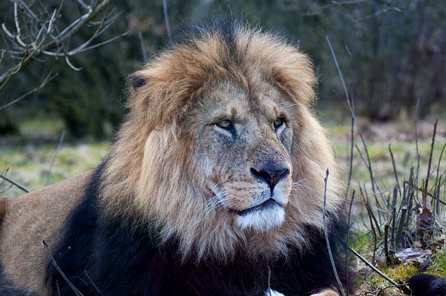 狮子 动物园 雄狮 - 上的免费照片