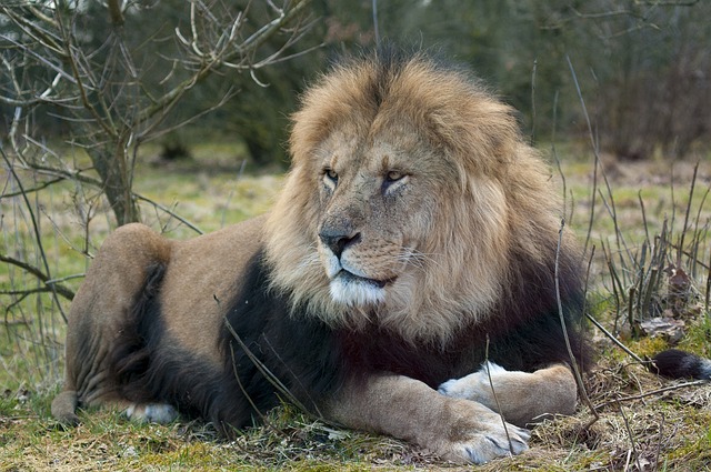 狮子 动物园 雄狮 - 上的免费照片