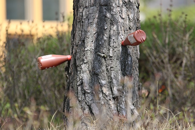 松 树注入 野兽注射 - 上的免费照片