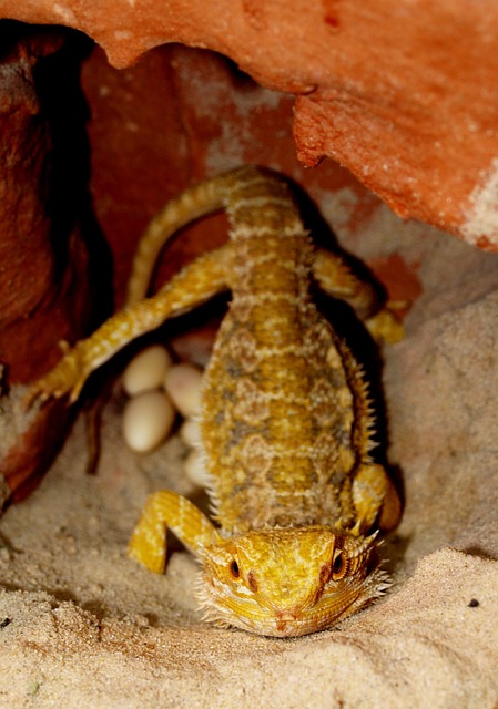 胡子的龙 动物 Pogona Vitticeps - 上的免费照片