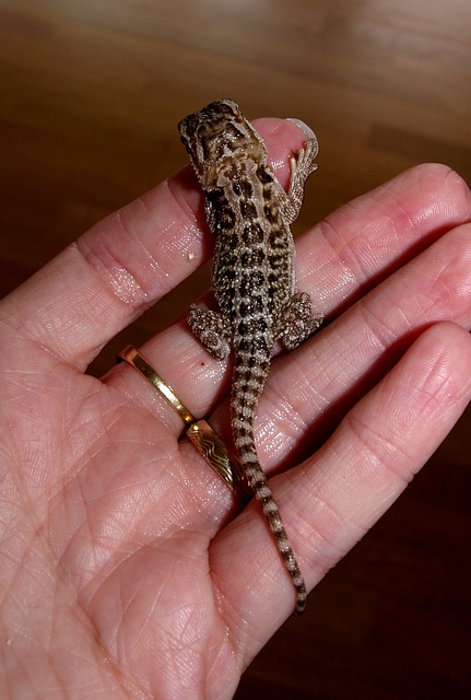胡子的龙 动物 Pogona Vitticeps - 上的免费照片