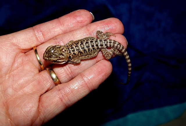 胡子的龙 动物 Pogona Vitticeps - 上的免费照片