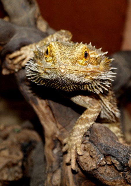 胡子的龙 动物 Pogona - 上的免费照片