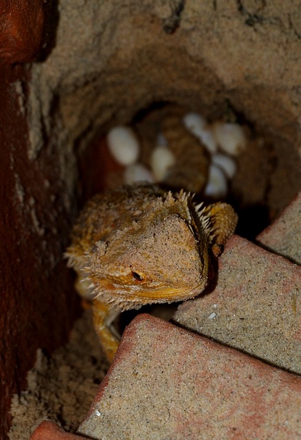 胡子的龙 动物 Pogona Vitticeps - 上的免费照片