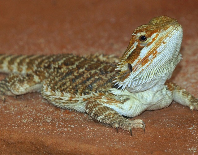 胡子的龙 爬行动物 Pogona - 上的免费照片