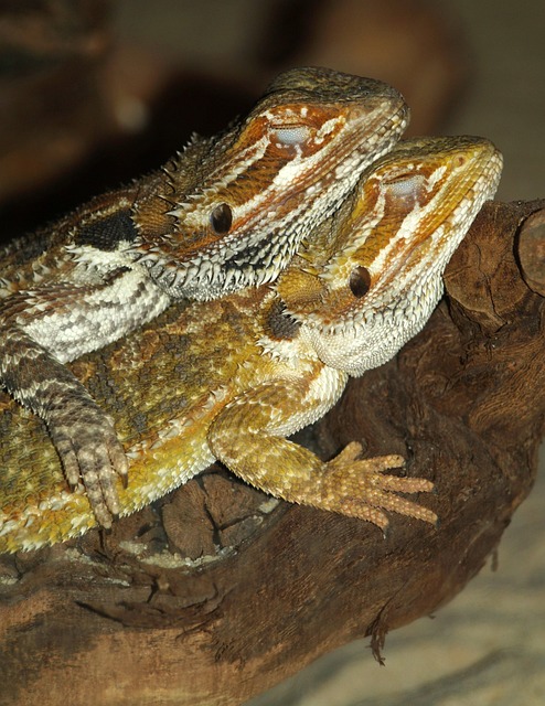胡子的龙 爬虫 Pogona - 上的免费照片