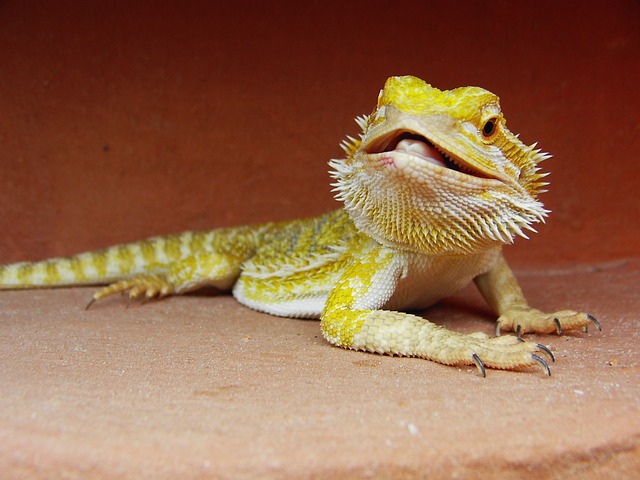 胡子的龙 爬虫 Pogona - 上的免费照片