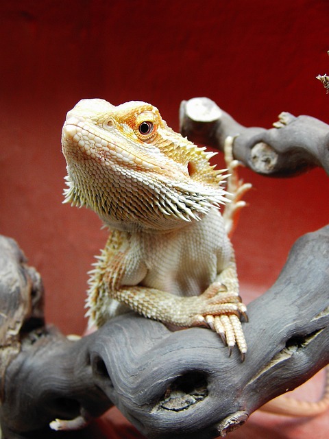 胡子的龙 爬虫 Pogona - 上的免费照片