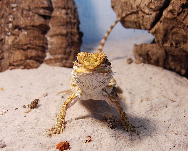 胡子的龙 爬虫 Pogona - 上的免费照片