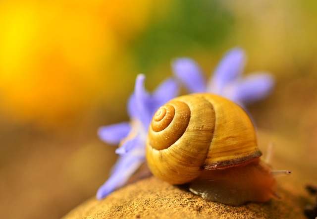 壳 蜗牛 多彩多姿的 - 上的免费照片