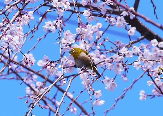 樱桃树 春天 鲜花 - 上的免费照片