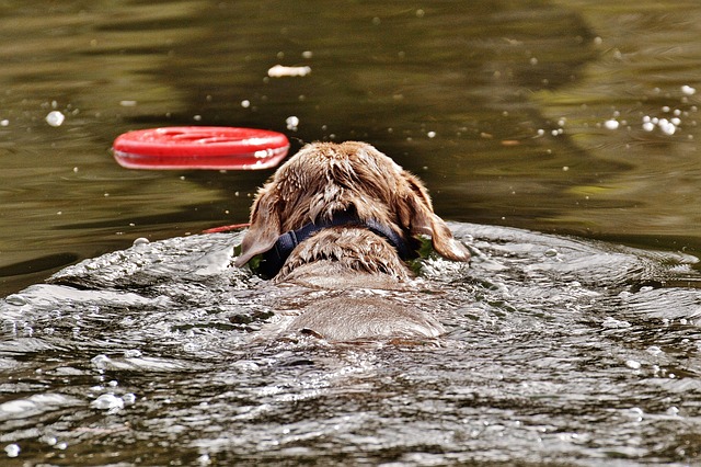 狗 游泳 湿的 - 上的免费照片