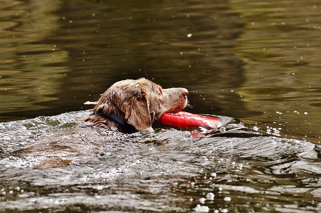 狗 游泳 湿的 - 上的免费照片