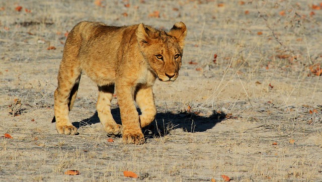 狮子 幼兽 猫科动物 - 上的免费照片