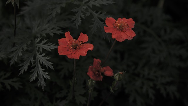 月亮花 抽象花 天上的 - 上的免费照片