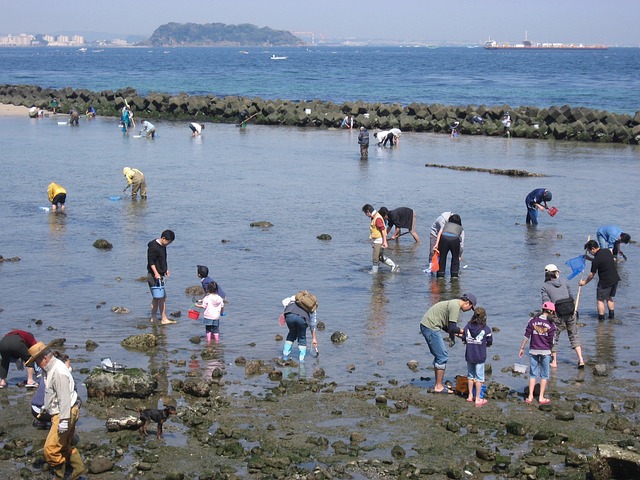 桥水海滩 挖蛤蜊 大潮 - 上的免费照片