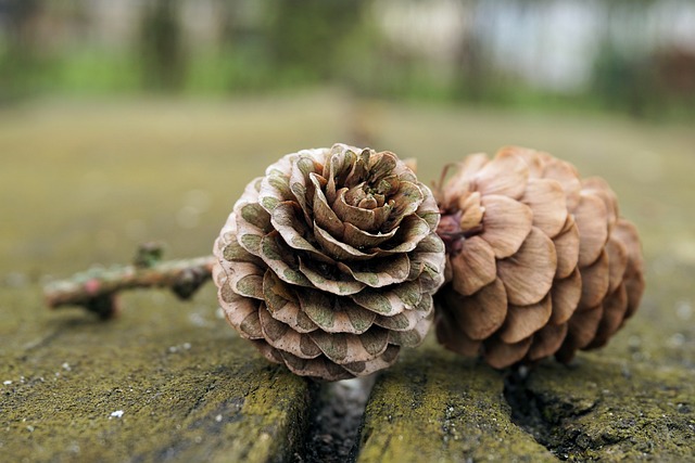 轻敲 松果 自然 - 上的免费照片