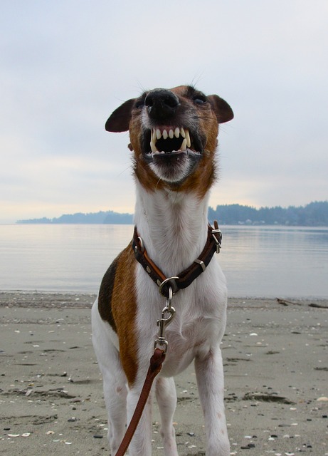 狗 光滑猎狐犬 梗犬 - 上的免费照片