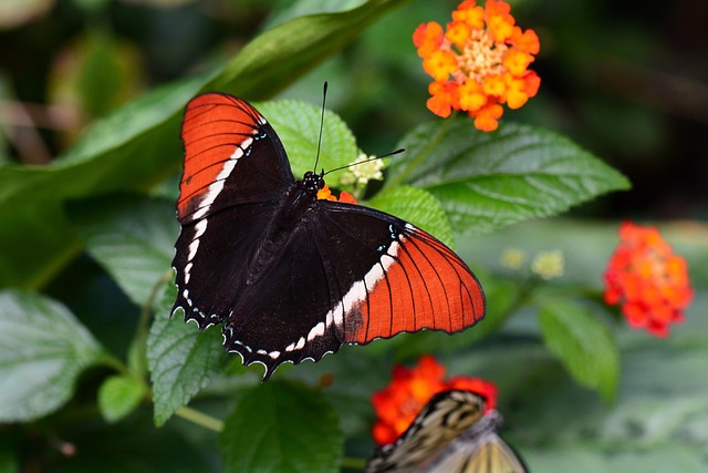 生锈的翻页 蝴蝶 昆虫 - 上的免费照片