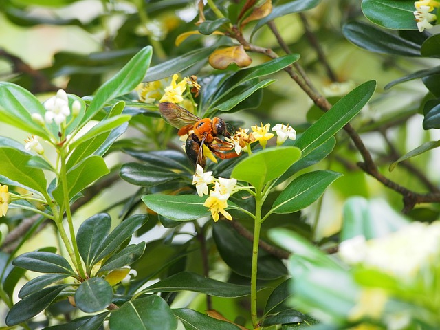 熊蜂 採蜜 - 上的免费照片