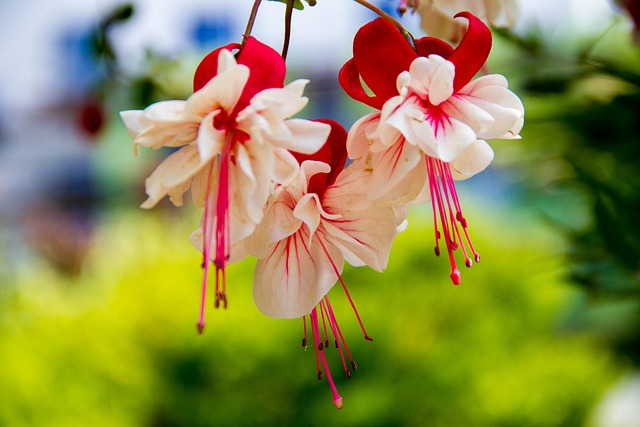 吊钟花 花朵 - 上的免费照片