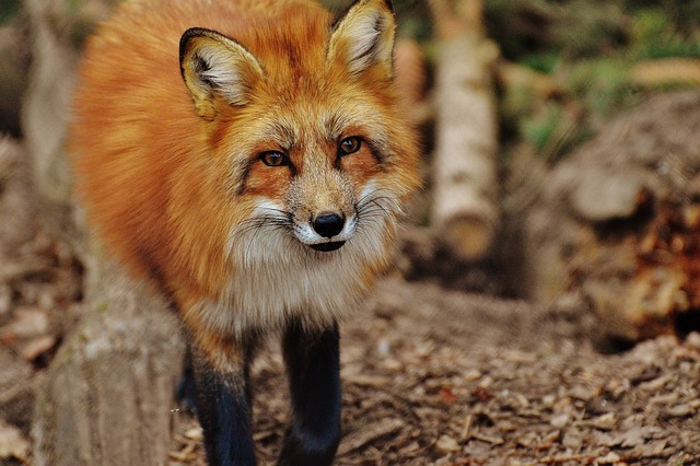 狐狸 犬科 野生动物 - 上的免费照片
