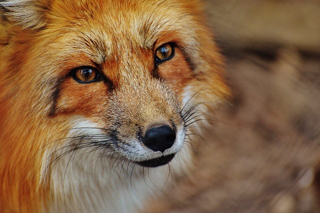 红狐 动物 野生动物 - 上的免费照片