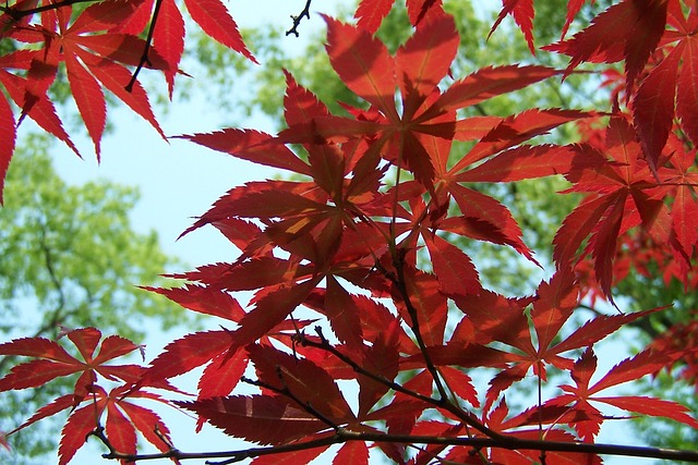 红叶 槭树 - 上的免费照片
