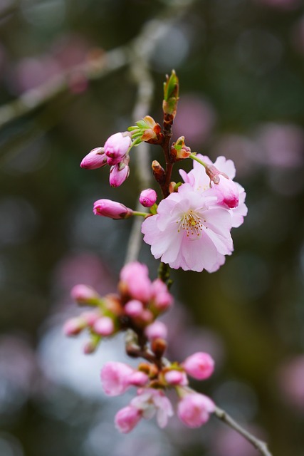 花朵 盛开 春天 - 上的免费照片