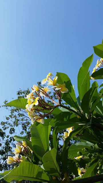 湄独占巴 亮蓝色 - 上的免费照片