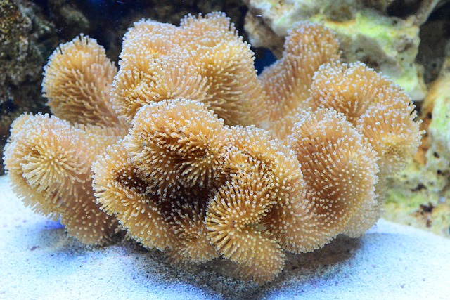 水族馆 珊瑚 皮革 - 上的免费照片