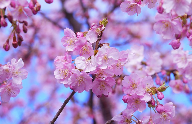 樱花 树 花朵 - 上的免费照片