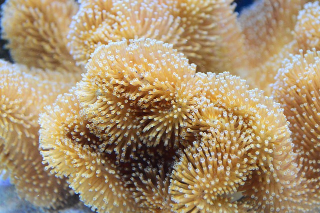 珊瑚 礁 毒菌 - 上的免费照片
