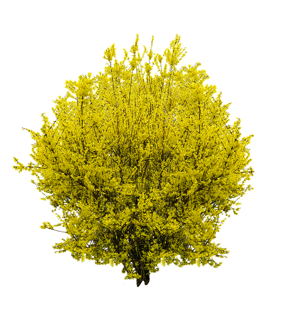 连翘 春天 金丁香 - 上的免费照片