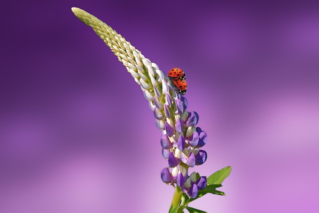 瓢虫 花 花序 - 上的免费照片