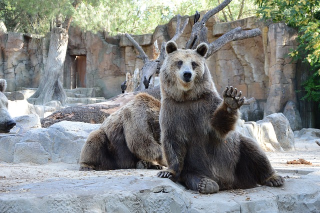熊 动物学的 马德里 - 上的免费照片