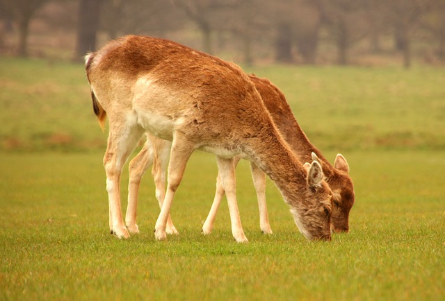 鹿 野生动物 动物 - 上的免费照片
