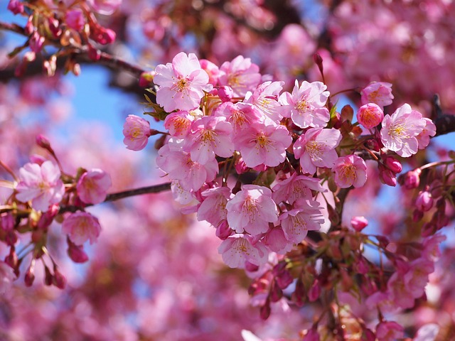 河津 樱桃树 伊豆 - 上的免费照片